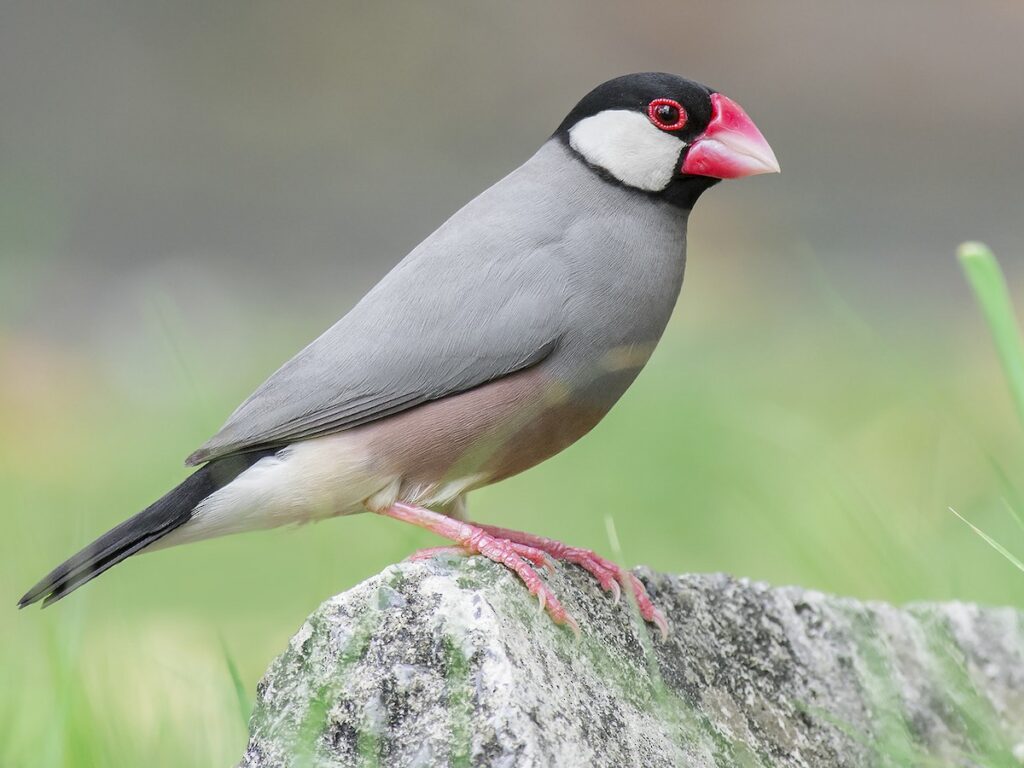 Java Sparrows