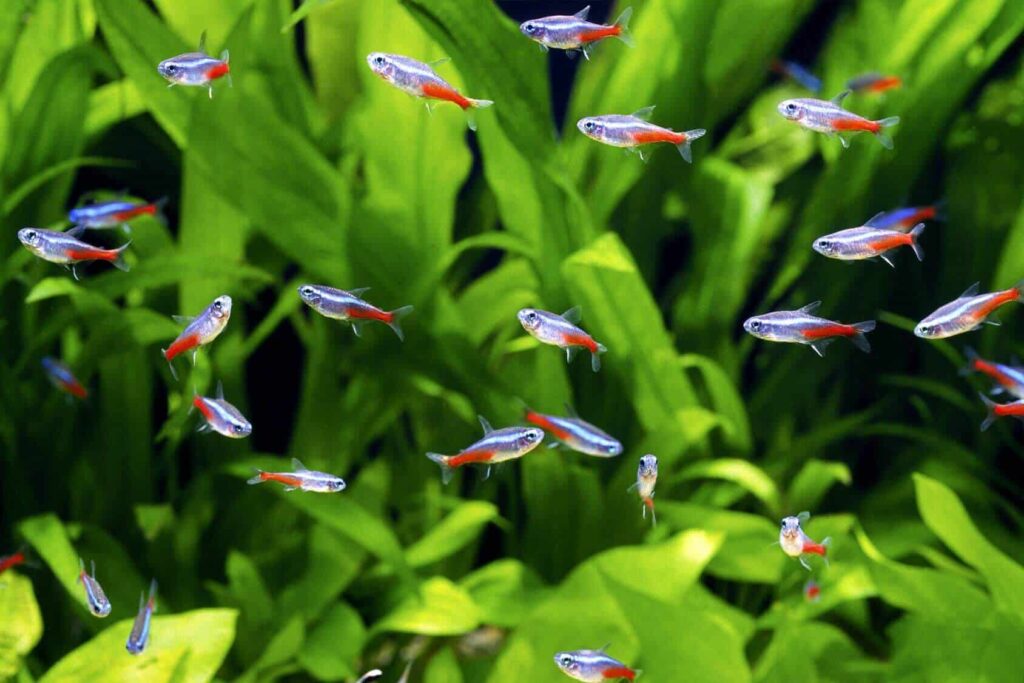 Neon tetras are renowned for their striking appearance