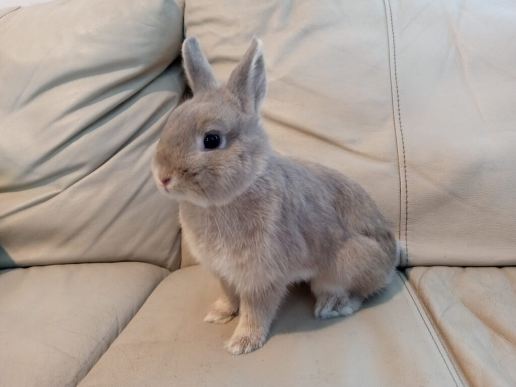 Netherland Dwarf