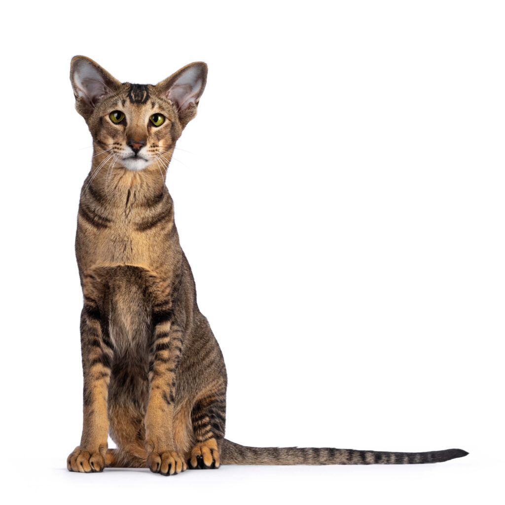 The Oriental Shorthair, developed in the United States