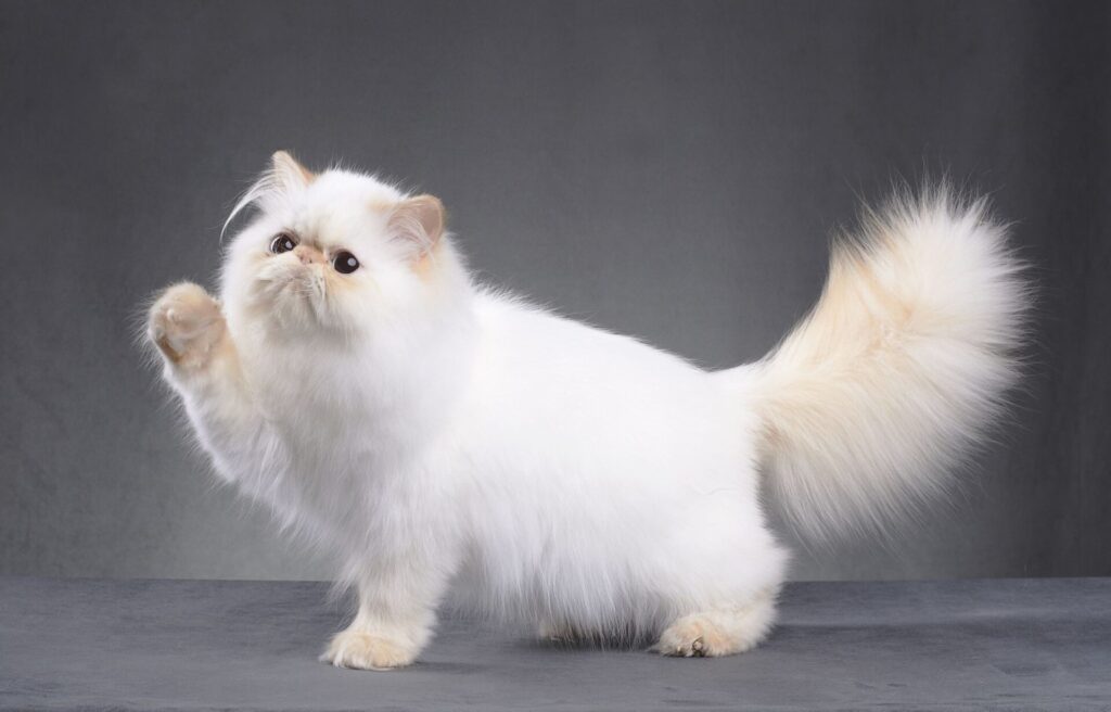 Persian cats are among