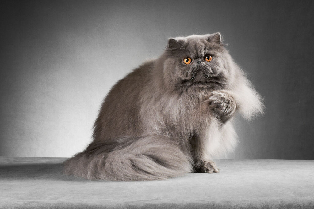 Persian Cats healt