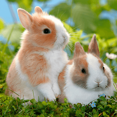 Polish rabbits are small and compact 