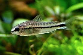 Pygmy corydoras are charming small catfish