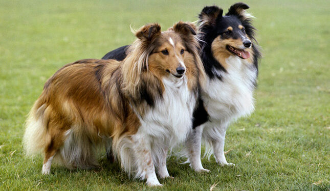 Shetland Sheepdog