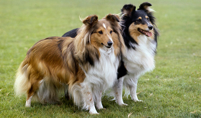 Shetland Sheepdog