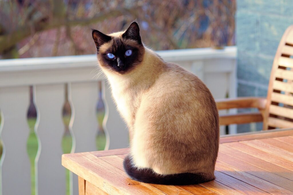 The Siamese cat is one of the oldest