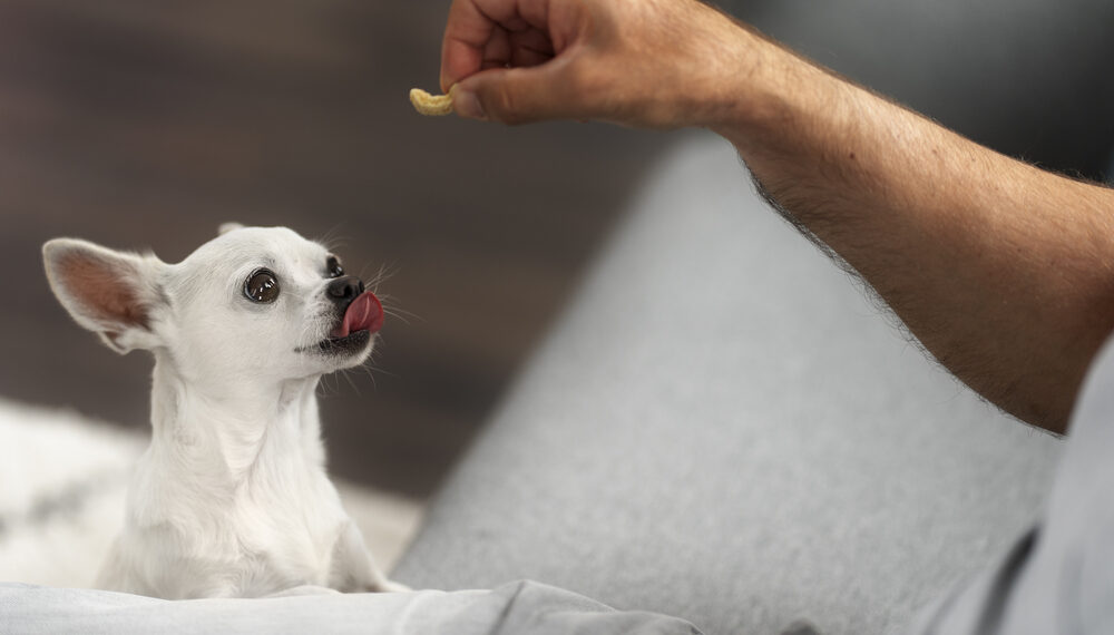 Smaller dogs generally come with lower maintenance costs