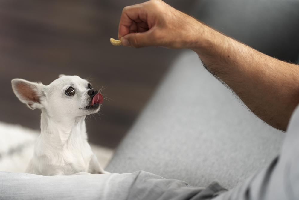 Smaller dogs generally come with lower maintenance costs