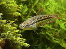 Sparkling gouramis are captivating small