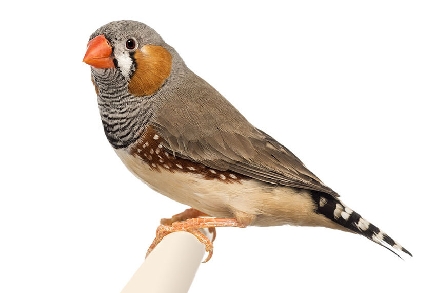 Zebra Finches are tiny birds