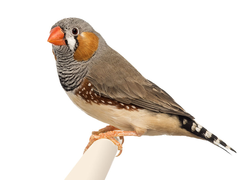 Zebra Finches are tiny birds