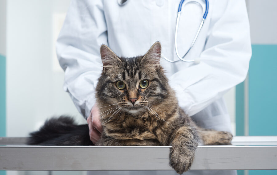 bigstock-Veterinarian-And-Cat-searchtrusted