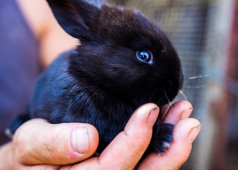 Havana rabbits have a medium-sized