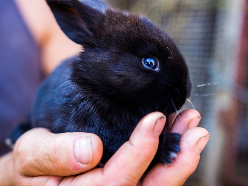 Havana rabbits have a medium-sized