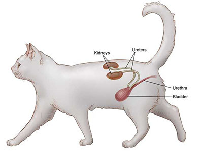 A lethargic demeanor, decreased activity levels