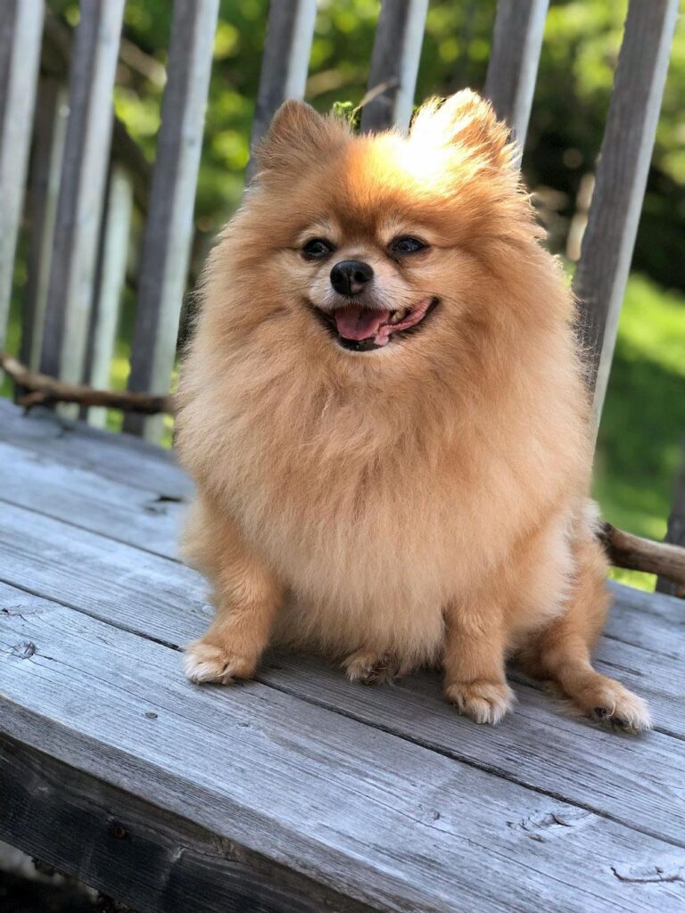 Pomeranians are beloved by many