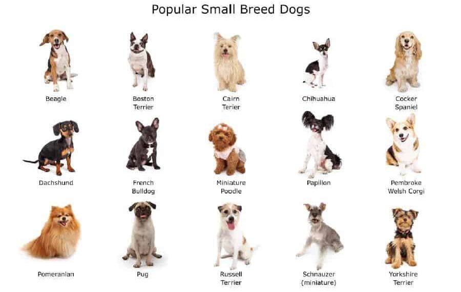 small-dog-breeds-searchtrusted