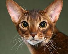 Abyssinian Cat with Almond-Shaped Eyes