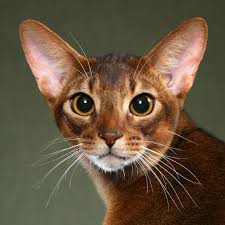 Abyssinian Cat with Almond-Shaped Eyes