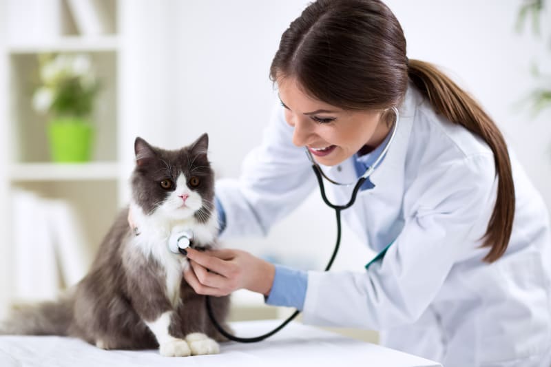 cat’s health