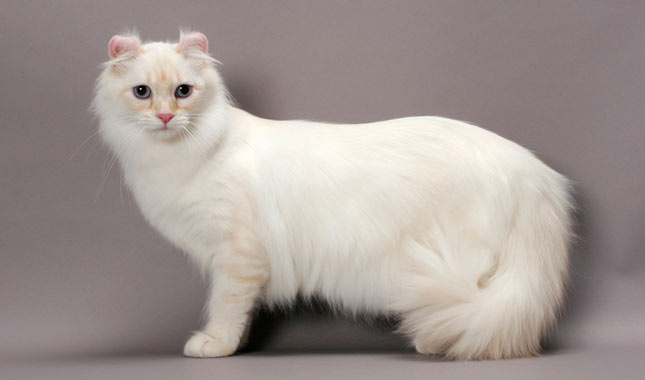 American Curl