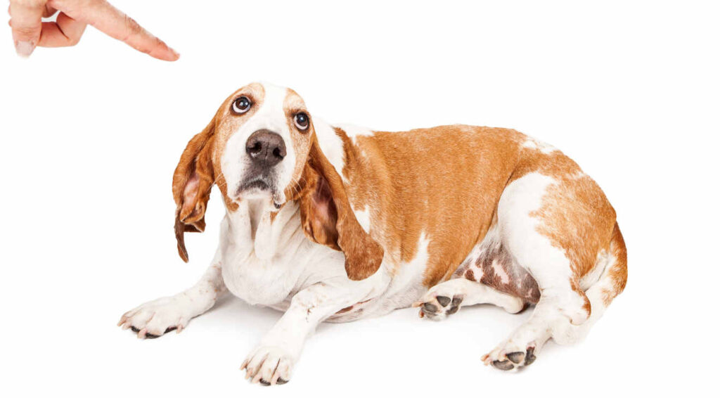 A person shaking a finger at a Basset Hound dog with a guilty expression