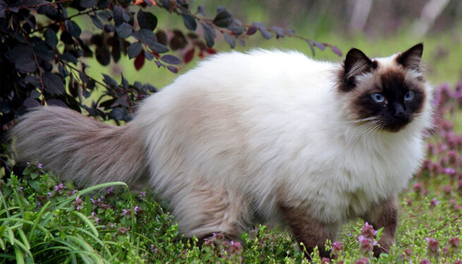 Balinese Cats1