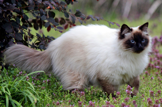 Balinese Cats1