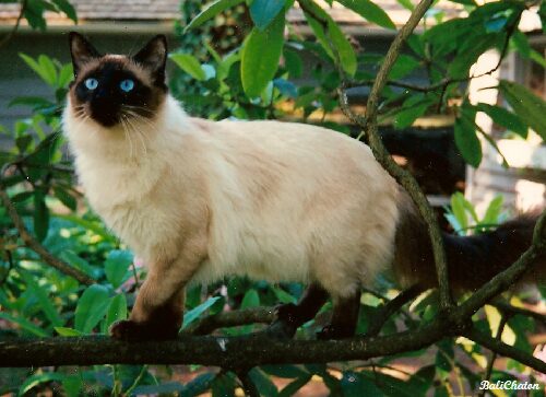 Balinese small cat breeds