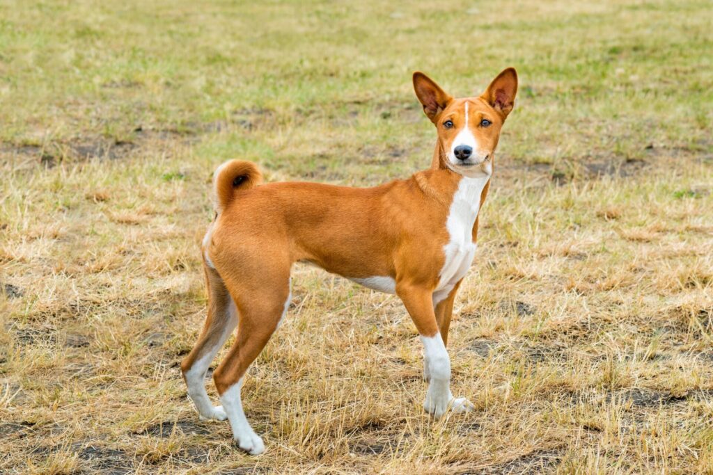 Basenji