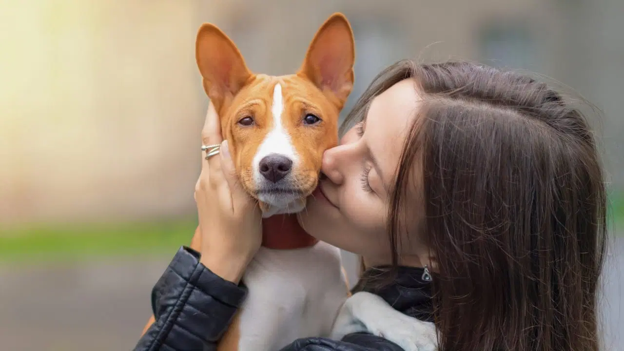 Basenji