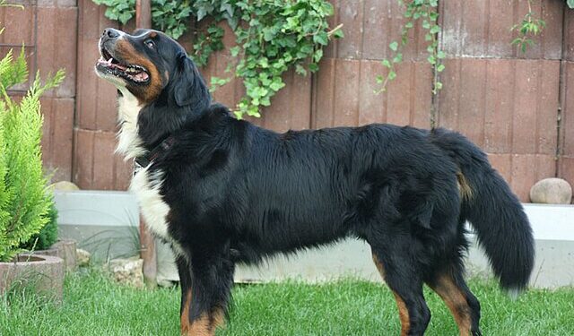 Bernese Mountain Dog