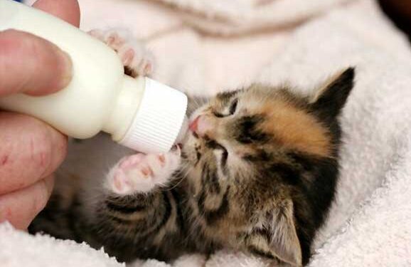 Best Cat Foods for Newborn Kittens s