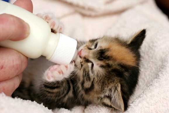 Best Cat Foods for Newborn Kittens s