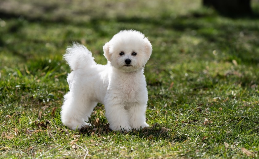 Bichon Frise