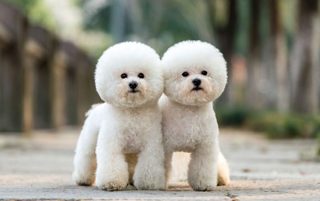 Bichon Frise