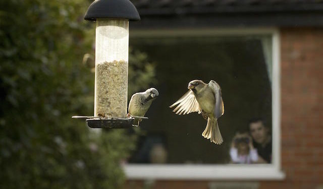 Bird watching in the garden