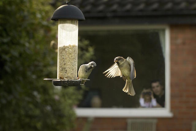 Bird watching in the garden