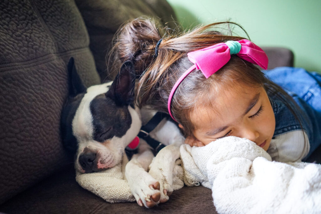 Boston Terrier for kids