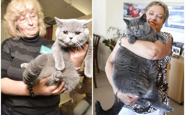 British Shorthair Giants