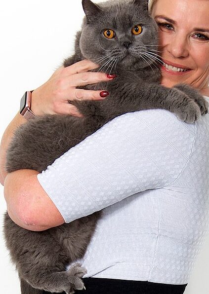 British Shorthair Giantsa