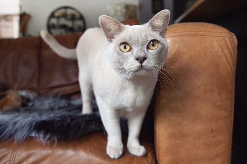 Burmese Cat with Striking Golden Eyes