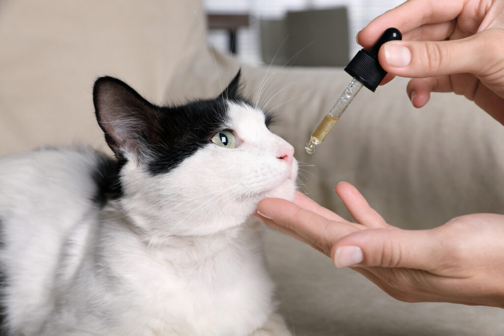 Essential health care tips for new cat owners.