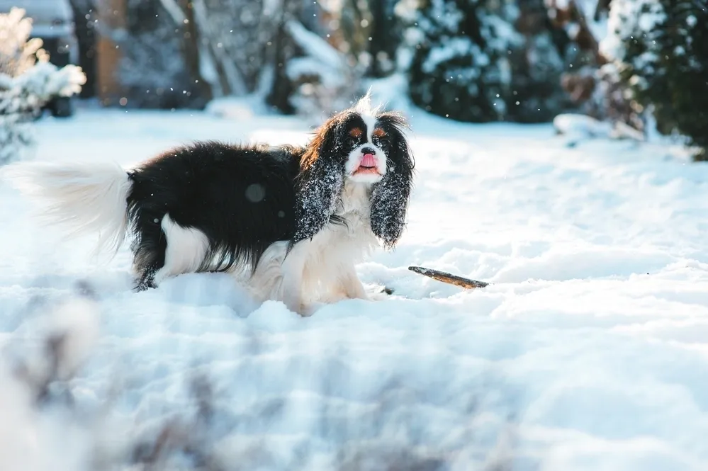 Cavalier King Charles Spaniel