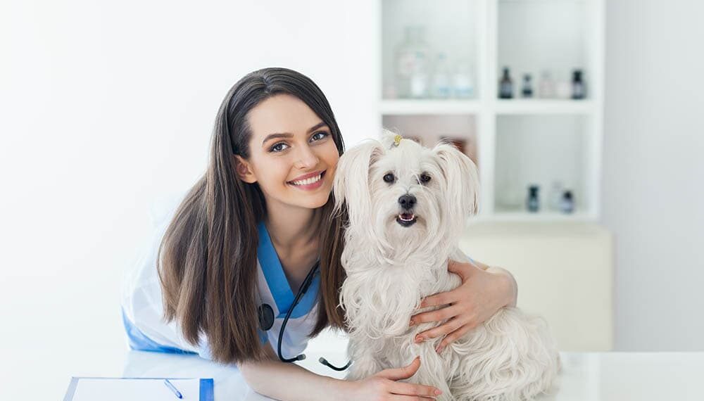 Challenges and Solutions in Finding the Right Vet