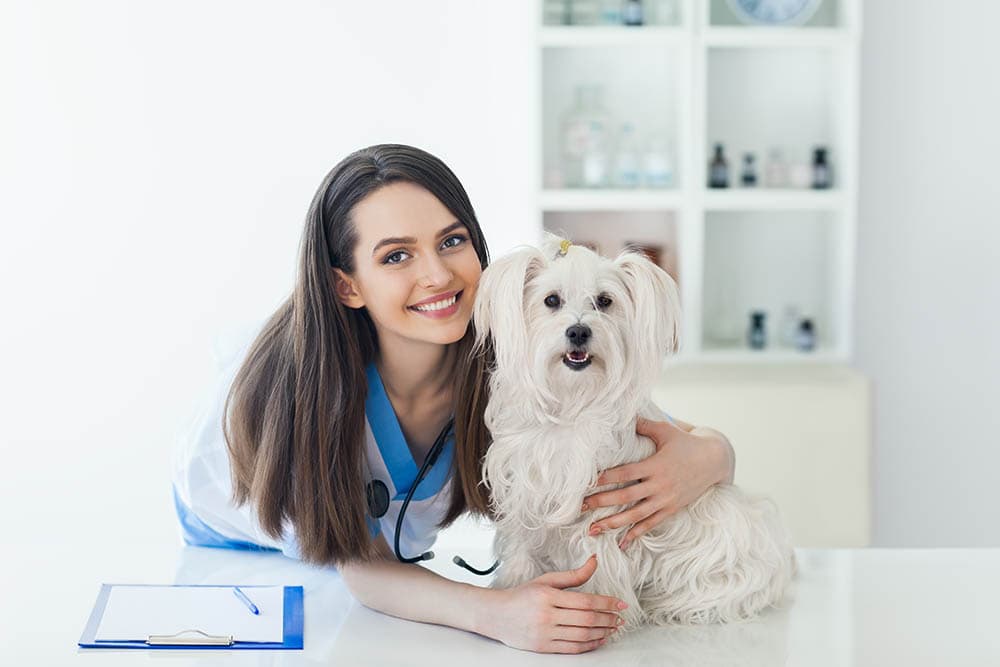 Challenges and Solutions in Finding the Right Vet