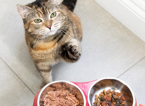 Challenges in Choosing the Right Cat Foods