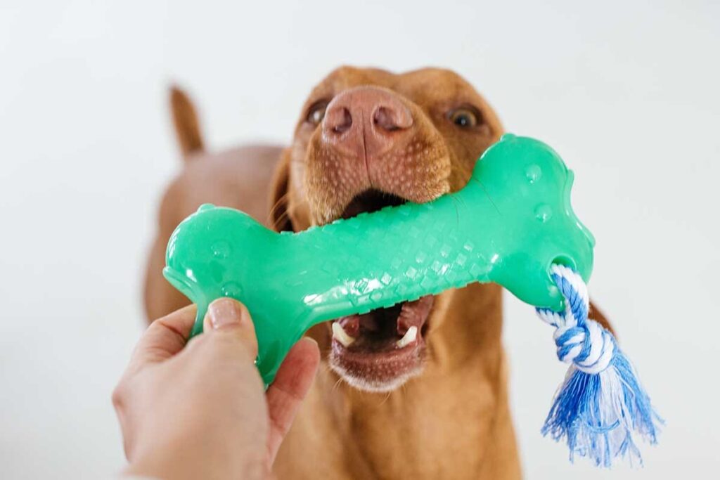 Chew Toys Satisfying Instincts While Protecting Teeth