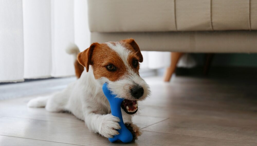 Chew toys are essential for maintaining your dog's